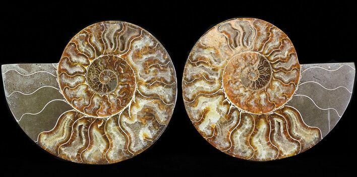 Cut & Polished Ammonite Fossil - Agatized #43642